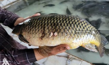 البصرة تعتمد "التغذية المدعمة" لرفع إنتاج أسماك الكارب