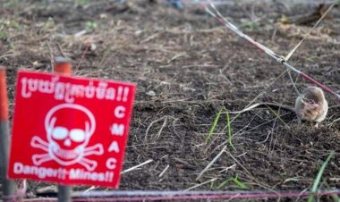 دخل موسوعة غينيس.. الجرذ "رونين" يرصد 109 ألغام أرضية و15 عبوة ناسفة