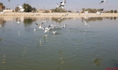 الهجرة العكسية للطيور تبدأ من أهوار ذي قار وسط قلة في الأنواع واختفاء بعضها