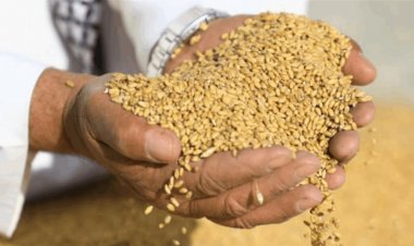 قبل تسويقها.. ضبط حنطة تالفة في الديوانية قادمة من كركوك