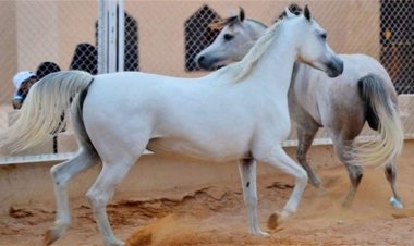 رسمياً.. العراق ينضم لمنظمة "أيكاهو" للخيول العربية