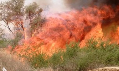 دائرة مكافحة التصحر بذي قار: التحقيق جارٍ لمعرفة أسباب حريق المصدات الخضراء