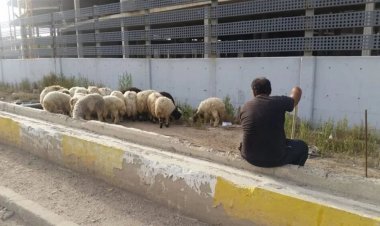 العراق.. عقوبات رادعة على محال القصابة