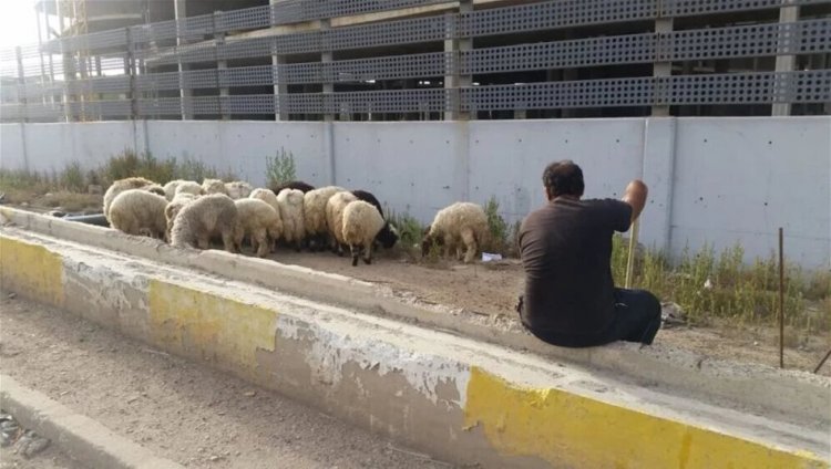 العراق.. عقوبات رادعة على محال القصابة