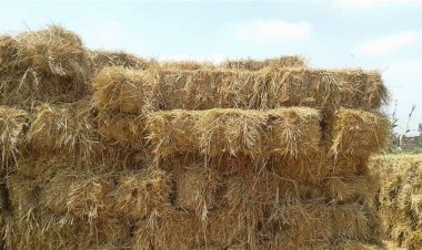 بعد العراق.. جدل في المغرب بسبب استيراد التبن البرازيلي